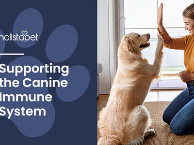 How To Boost Dogs' Immune System: Simple Tips and Tricks
