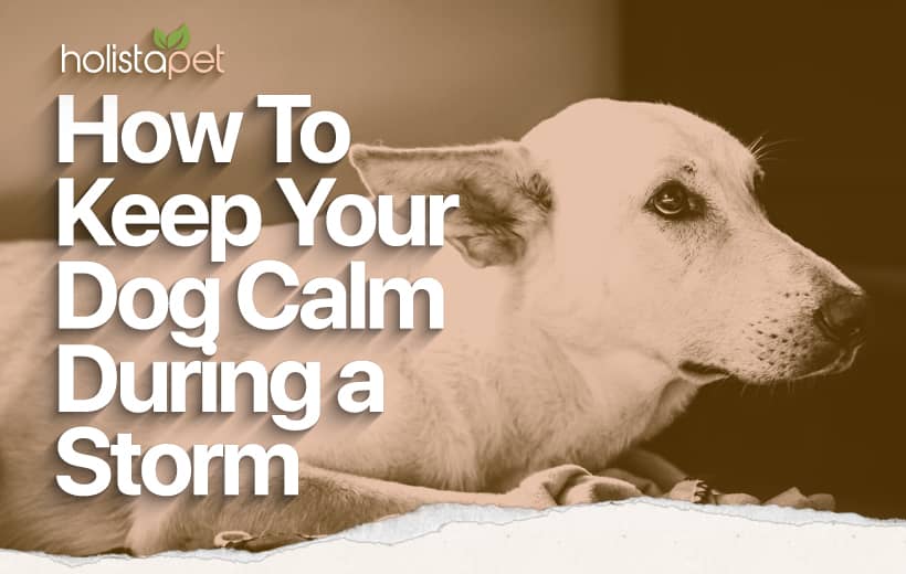 How To Calm a Dog During a Storm [Easing Your Dog's Fears]