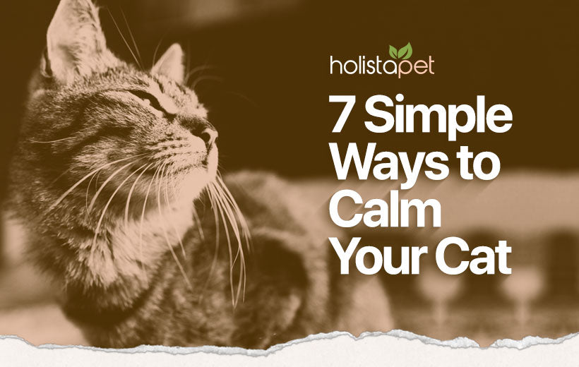 How to Calm Down a Cat: Common Causes & Simple Home Remedies