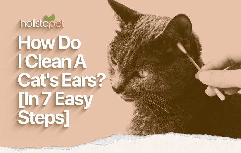 How To Clean A Cat's Ears! And Why CBD Is Great For Cats