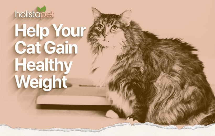 How To Fatten Up a Cat: Improve Your Cat's Health Today!