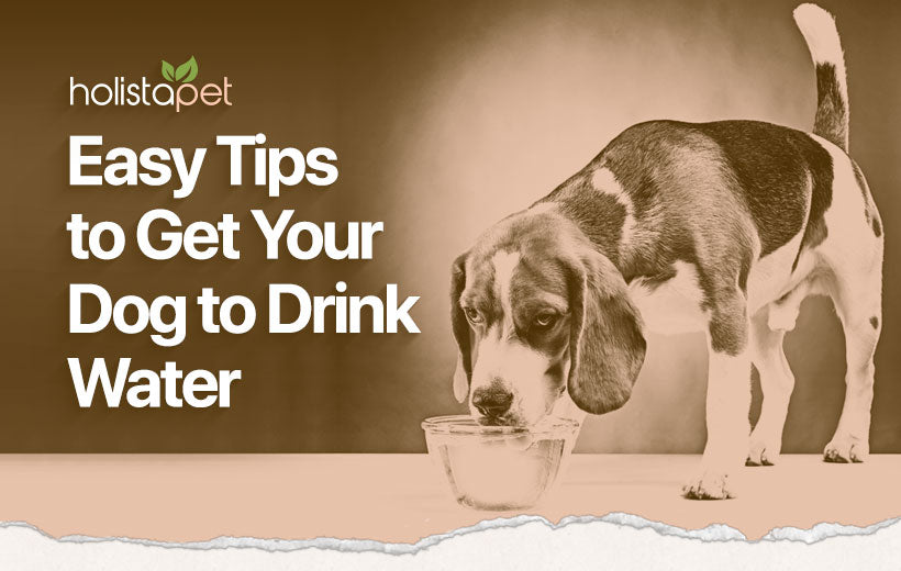 How to Get a Dog to Drink Water: 5 Simple Tips to Help Hydrate Your Pup