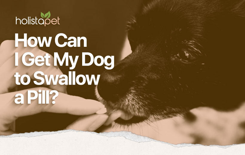 How to Get a Dog to Take a Pill Without the Hassle