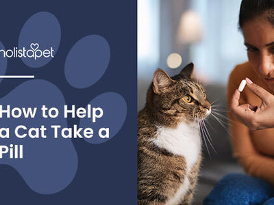 How To Give a Cat a Pill [Simple Step-By-Step Guide]