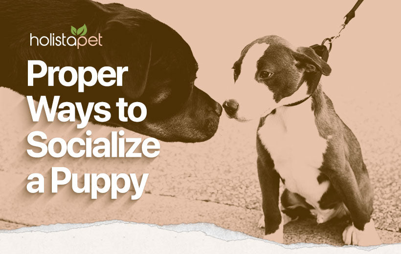 How to Socialize a Puppy: 10 Safe & Simple Tips for New Owners