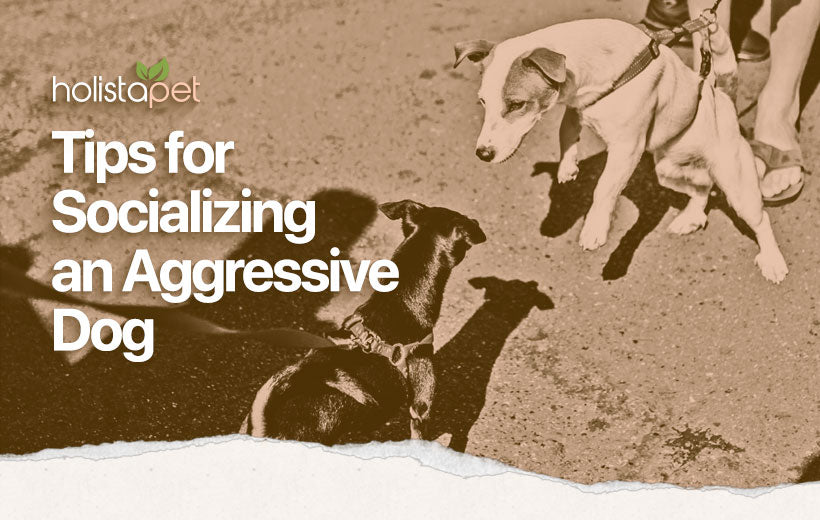 How to Socialize an Aggressive Dog: #1 Guide with Proven Tips and Tricks