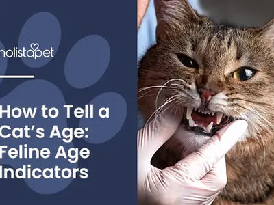 How To Tell How Old a Cat Is [Physical Age Indicators]