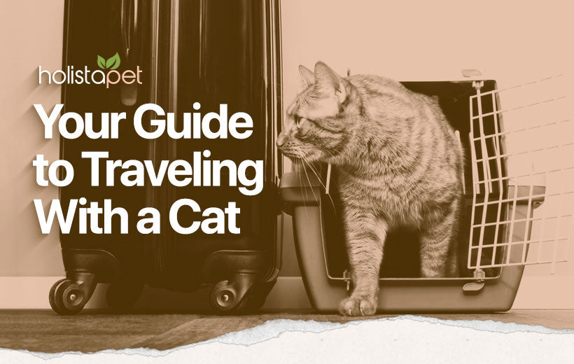 How To Travel With A Cat : 8 Simple Tips