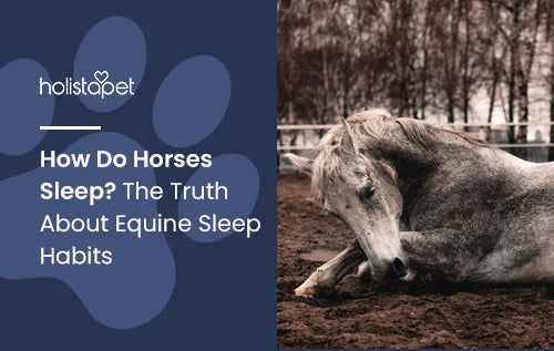 How to spot a horse sleeping