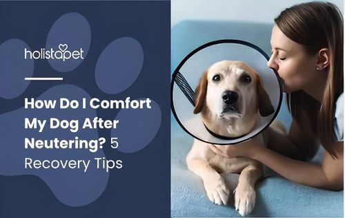 A person gently touches a dog wearing a protective cone around its neck, illustrating how do i comfort my dog after neutering through calm reassurance, gentle care, and a comforting recovery environment.