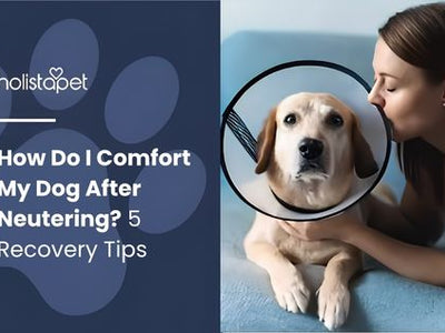 How Do I Comfort My Dog After Neutering? 5 Recovery Tips