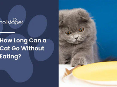 How Long Can a Cat Go Without Eating? Feline Feeding Tips [Inside]