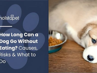 How Long Can a Dog Go Without Eating? Causes, Risks & What to Do