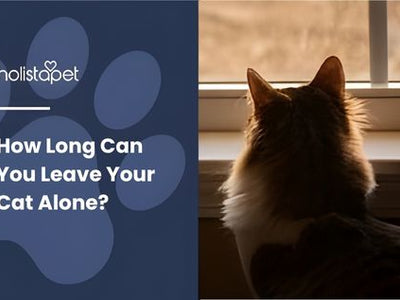 How Long Can You Leave Your Cat Alone?