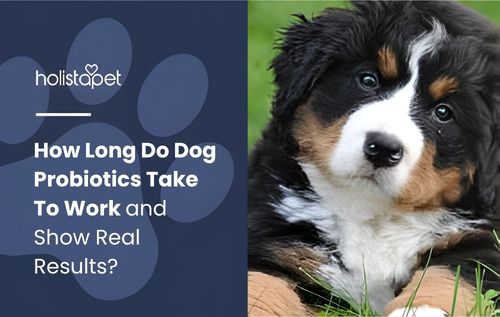 Close-up of a Bernese Mountain Dog puppy resting on grass, representing pet health and digestion and how long do dog probiotics take to work naturally