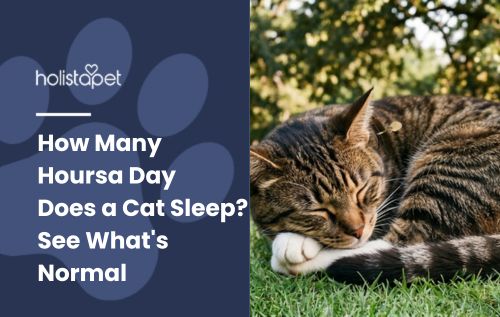 How Many Hours a Day Does a Cat Sleep? See What's Normal