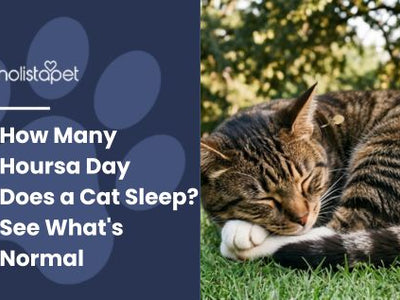 How Many Hours a Day Does a Cat Sleep? See What's Normal