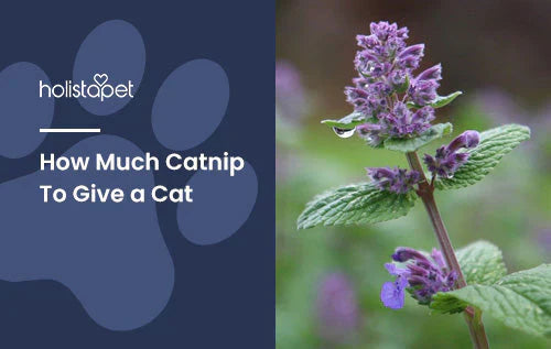 how much catnip to give your cat