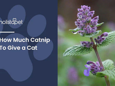 How Much Catnip Can I Give My Cat – How Much Is Too Much?