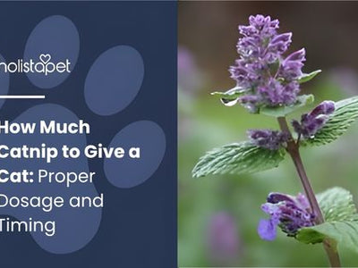 How Much Catnip to Give a Cat: Proper Dosage and Timing