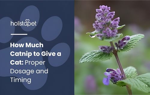 A close-up of a flowering plant with small purple flowers and green leaves covered in dew drops, how much catnip to give a cat.