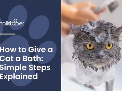 How To Bathe a Cat: Step-By-Step Guide + Helpful Tips