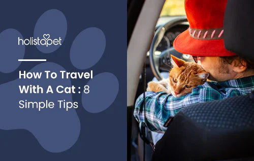 tips on how to travel with your cat