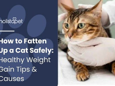 How to Fatten Up a Cat Safely: Healthy Weight Gain Tips & Causes