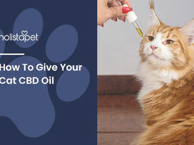 How To Give Your Cat CBD Oil [Tips & Tricks]