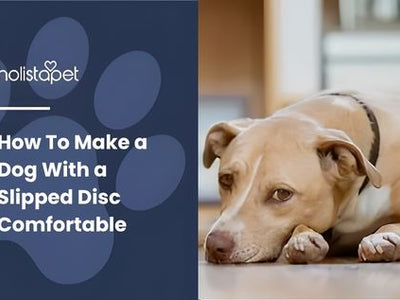 How To Make a Dog With a Slipped Disc Comfortable