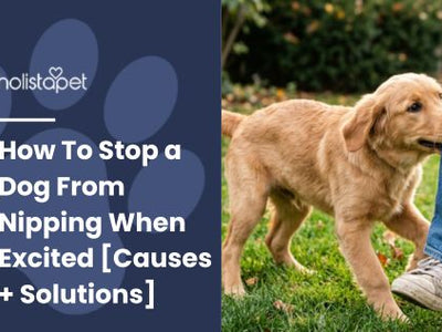How To Stop a Dog From Nipping When Excited [Causes + Solutions]