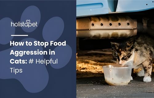 Calico cat eating calmly from a white bowl in a peaceful home setting, illustrating how to stop food aggression in cats through safe and consistent feeding practices