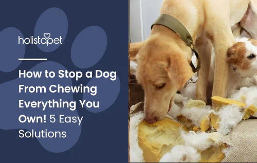 Tips on how to make your dog stop chewing everything