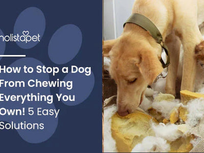 How to Stop a Dog From Chewing Everything You Own! 5 Easy Solutions
