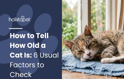 How to Tell How Old a Cat Is: 6 Usual Factors to Check