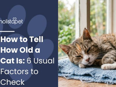 How to Tell How Old a Cat Is: 6 Usual Factors to Check