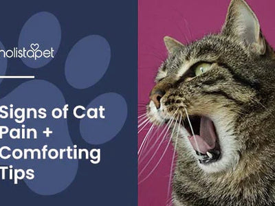How To Tell if a Cat Is in Pain: Warning Signs + Solutions