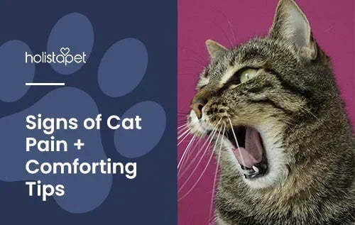 how to tell if a cat is in pain (featured blog image by Holistapet) shows a yowling cat in pain