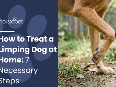 How to Treat a Limping Dog at Home: 7 Necessary Steps