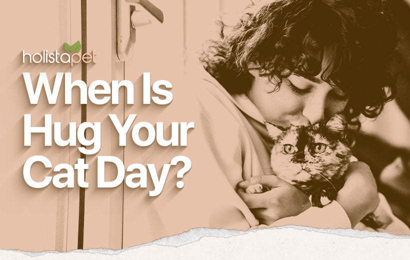 Hug Your Cat Day [When Is It and How You Can Celebrate]