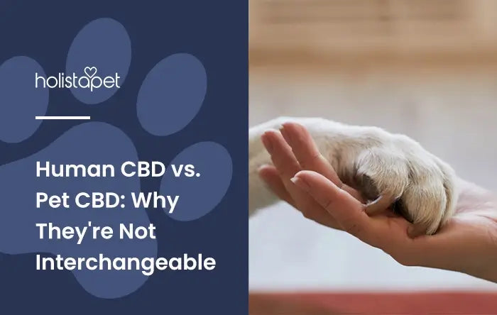 Human CBD vs. Pet CBD (featured blog image by HolistaPet). Shows a white dog's paw on top of an open human hand.  