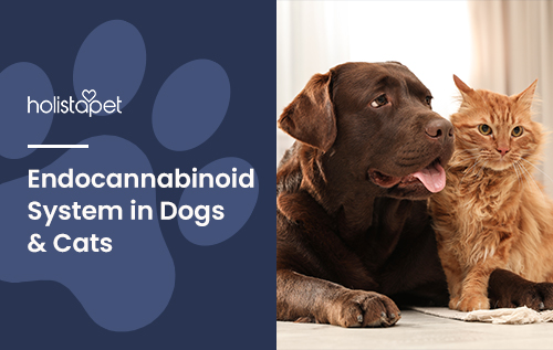 Endocannabinoid System in Dogs & Cats: A Complete Overview