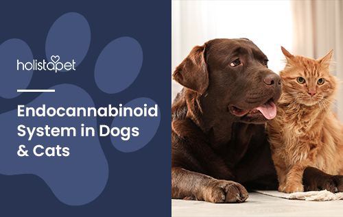 HolistaPet blog header "Endocannabinoid System in Dogs & Cats" with a chocolate Labrador and orange cat side by side.