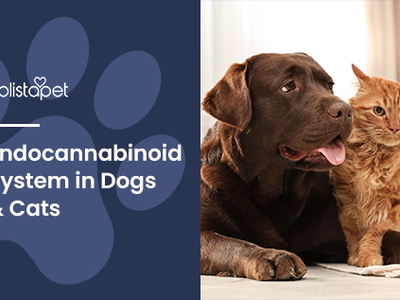 Endocannabinoid System in Dogs & Cats: A Complete Overview