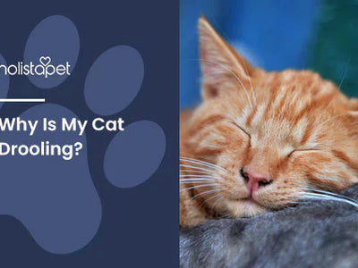 Why Is My Cat Drooling? [Normal vs Excessive Drool]