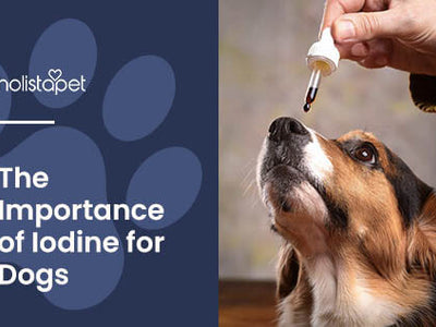 The Essential Guide to Iodine for Dogs [Benefits & Sources]