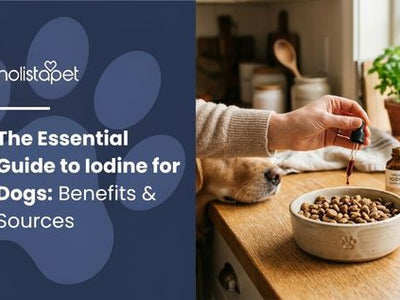 The Essential Guide to Iodine for Dogs: Benefits & Sources