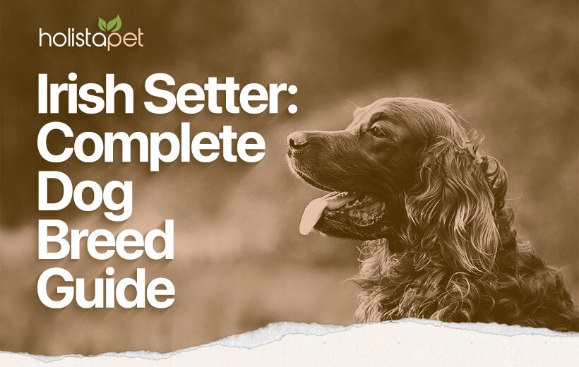 Irish Setter Dog Breed Temperament & Personality [Full Guide]