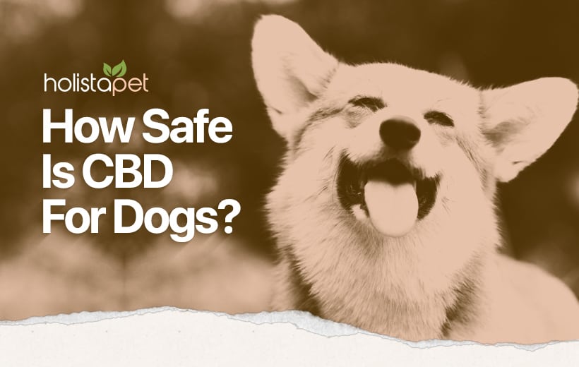 Is CBD Safe For Dogs? [Comparing The Benefits & Side Effects]