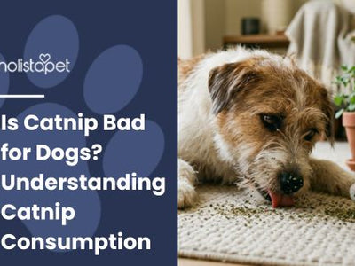Is Catnip Bad for Dogs? Understanding Catnip Consumption